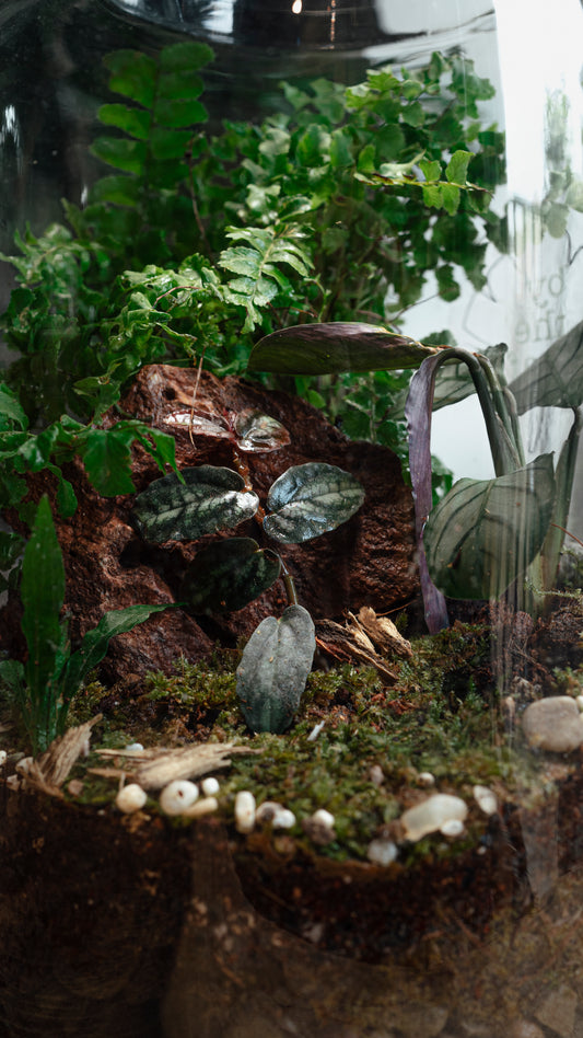 The Complete Guide to Maintaining a Healthy Closed Terrarium