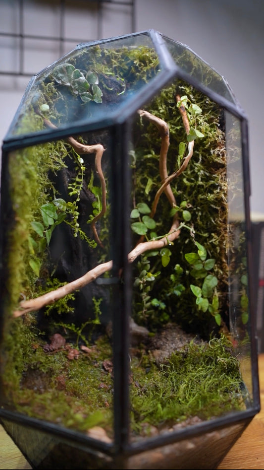 Care Tips For Your New Terrarium