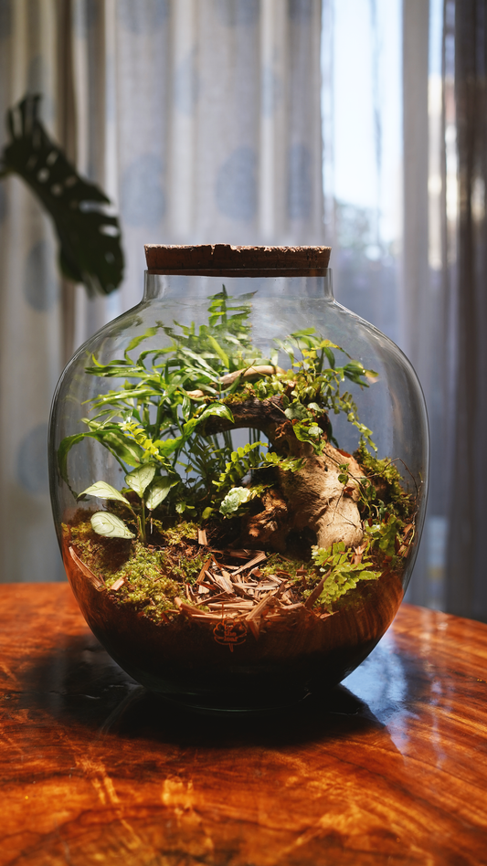 Terrariums for gifting bytheleaf