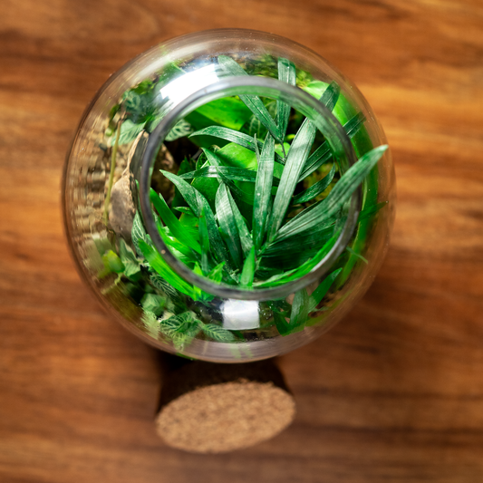 Why Terrariums Make the Perfect Eco-Friendly Gift (For Every Occasion)