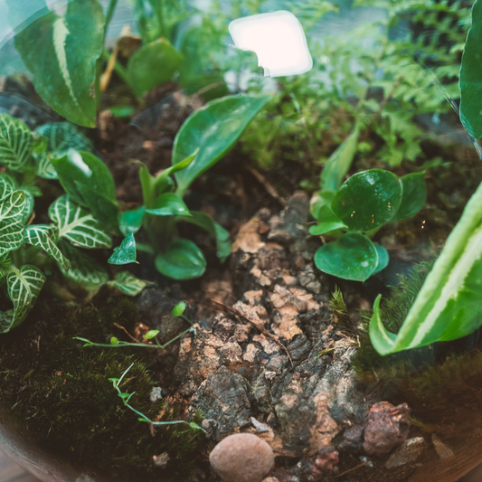 Benefits of springtails in terrariums bytheleaf