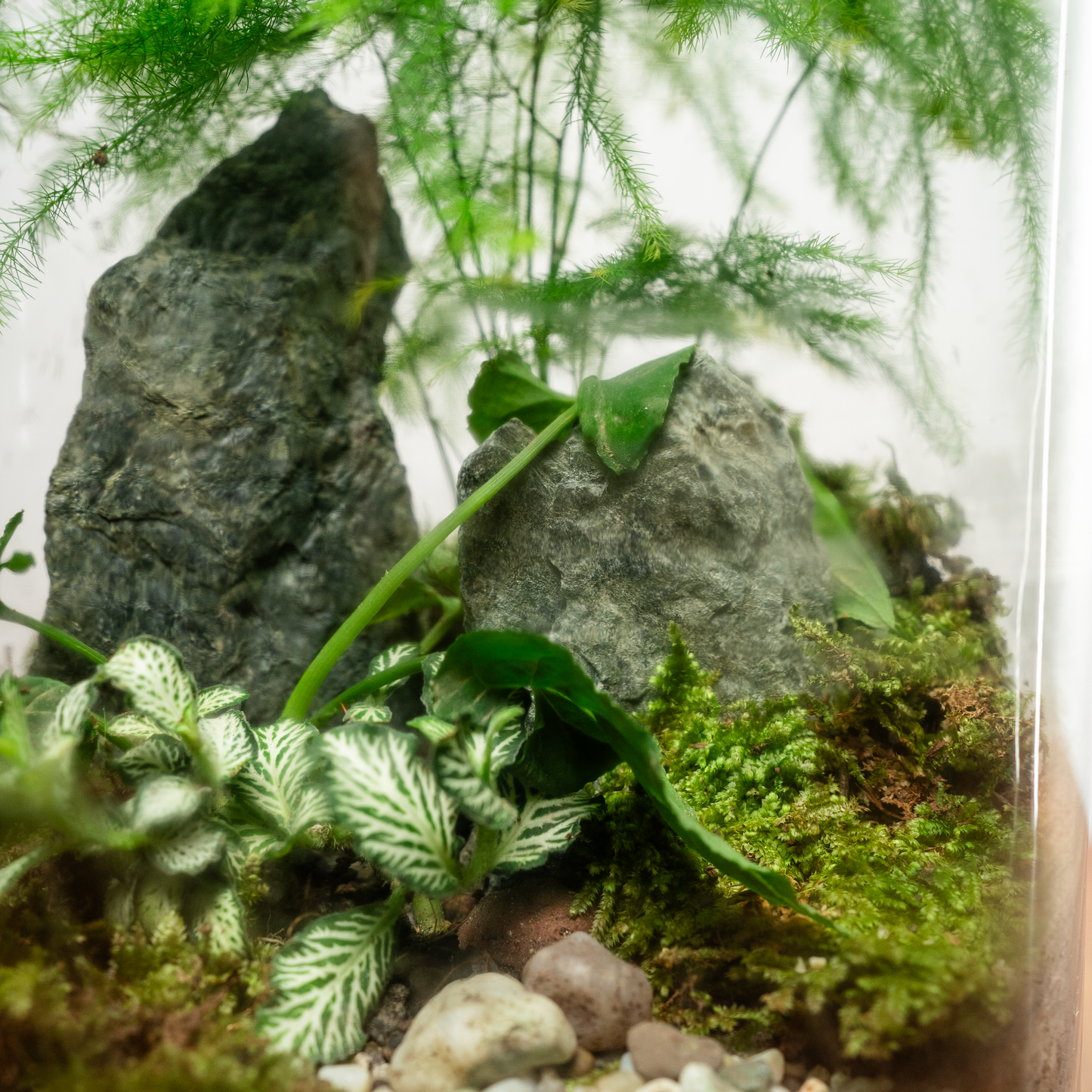 By The Tree Terrarium