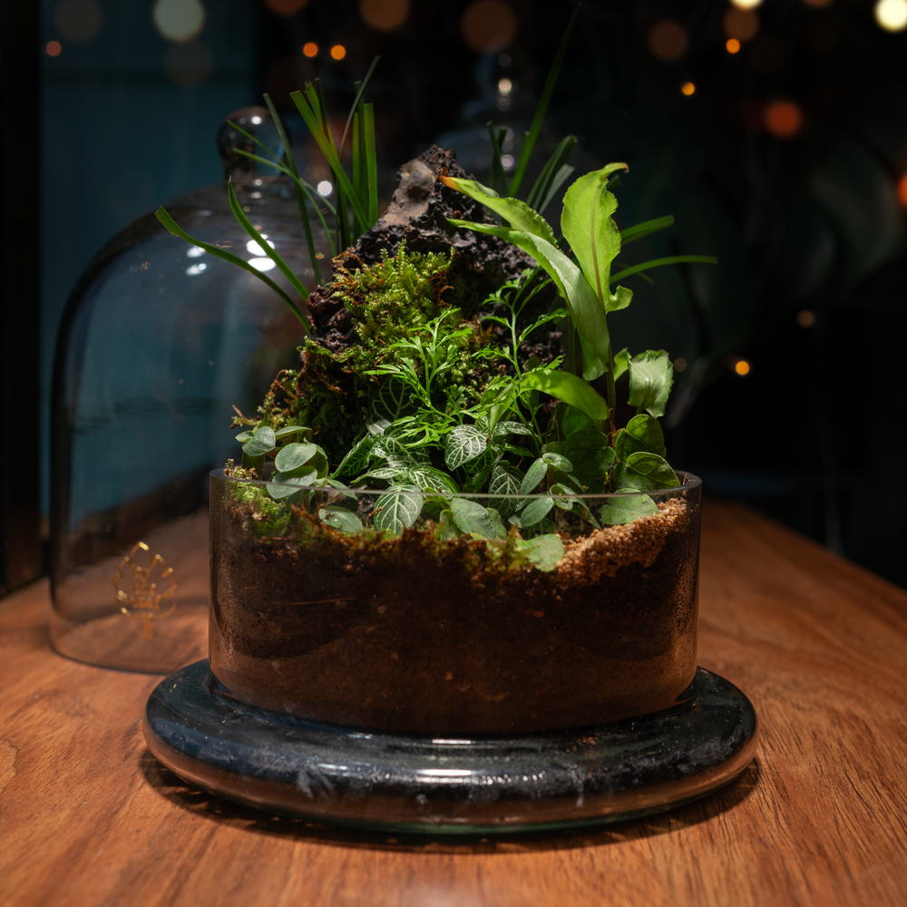 DIY Terrarium Kit – bytheleaf