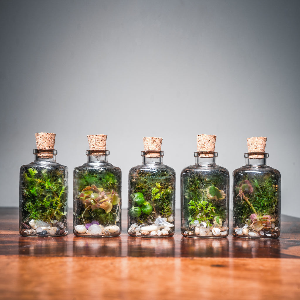 Terrariums India