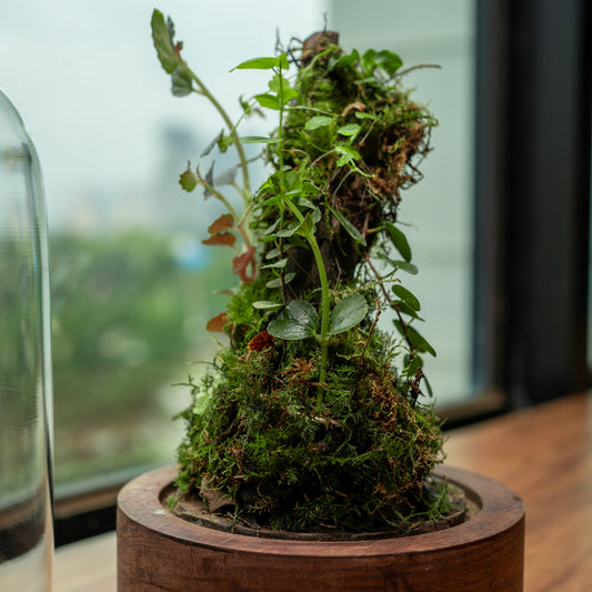 Unique gift ideas terrariums bytheleaf