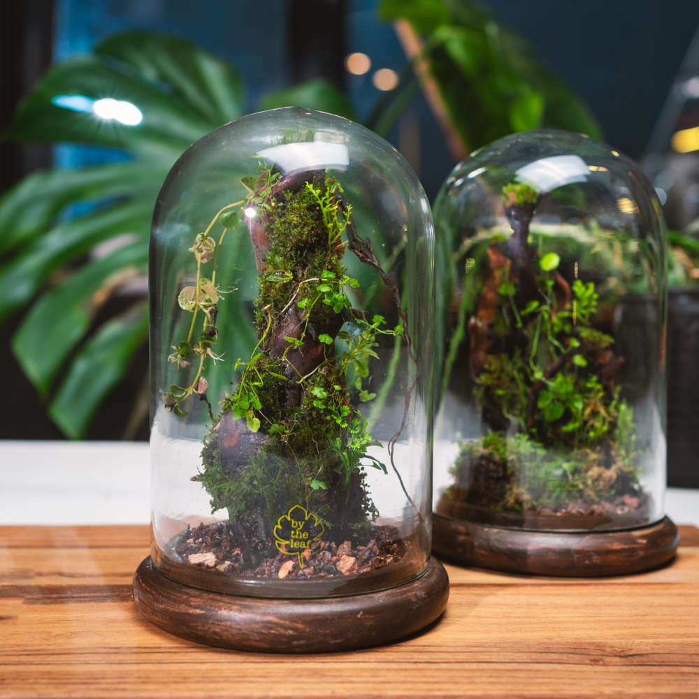 The Moss Branch Terrarium