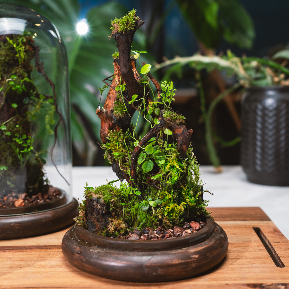 The Moss Branch Terrarium