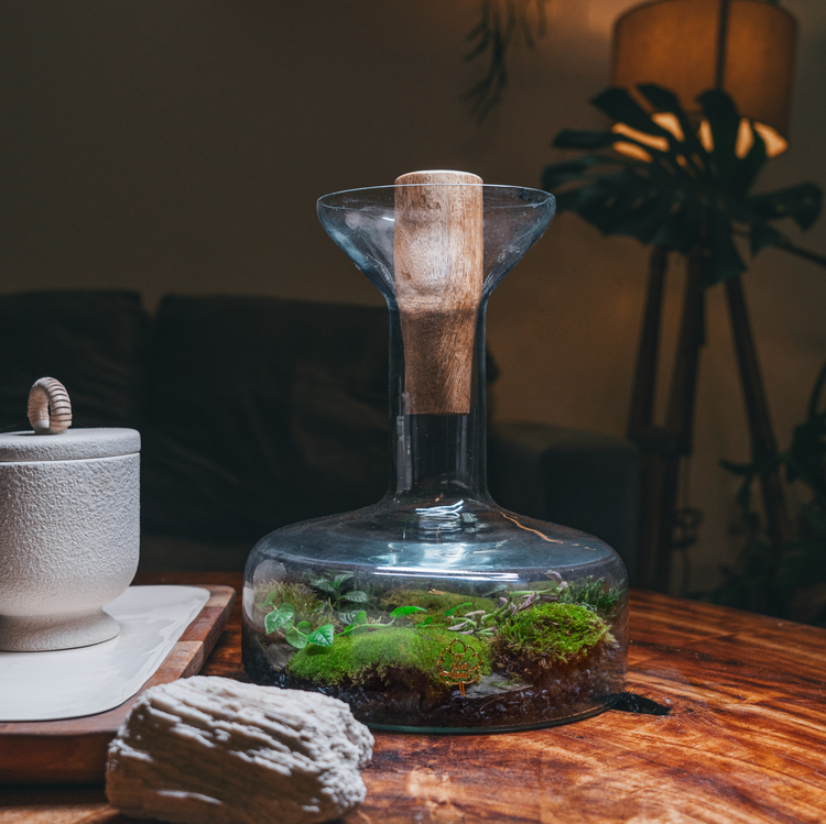 Shop terrariums in Delhi Gurgaon Noida 