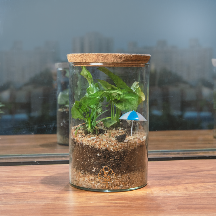 DIY Terrarium Kit 3.0