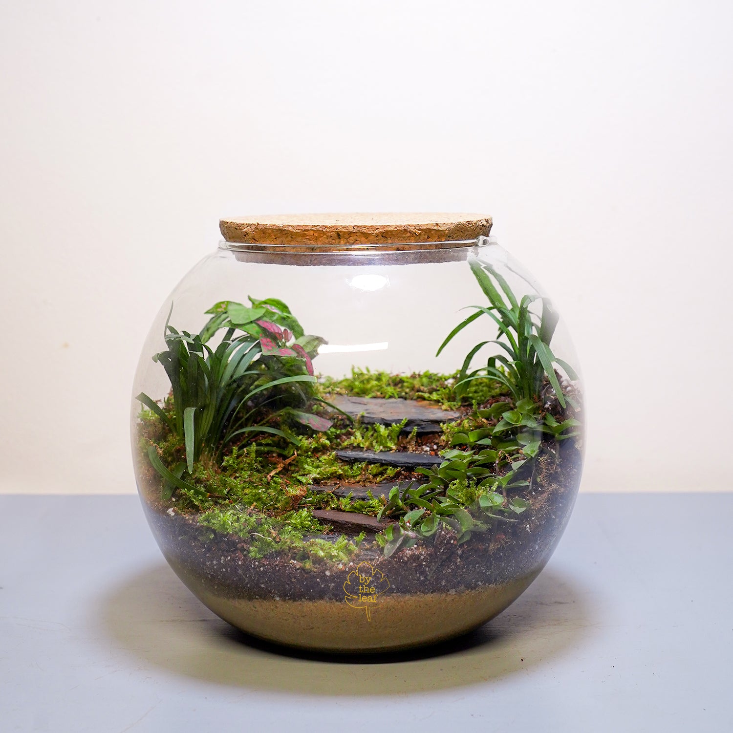 Diy Terrarium Kit Sydney at Joel Morton blog