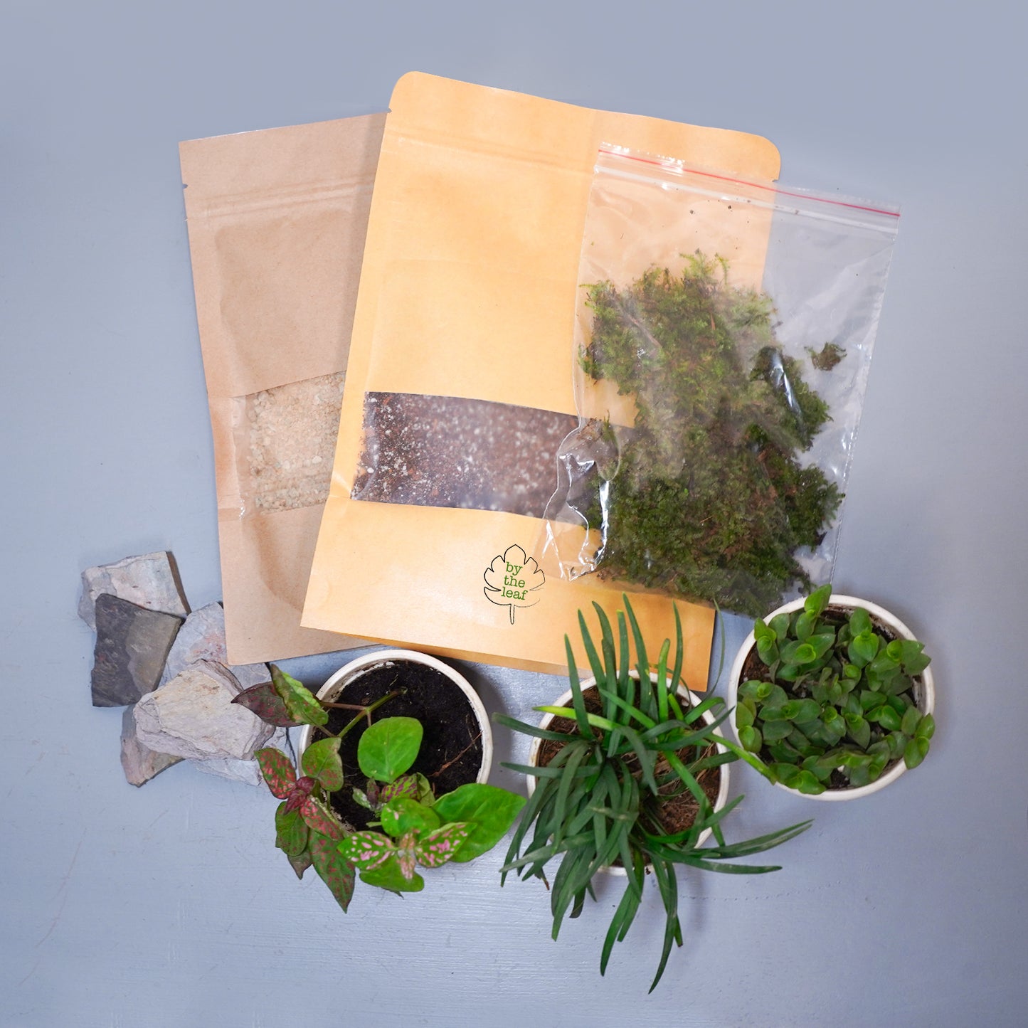 DIY Terrarium Kit 2.0