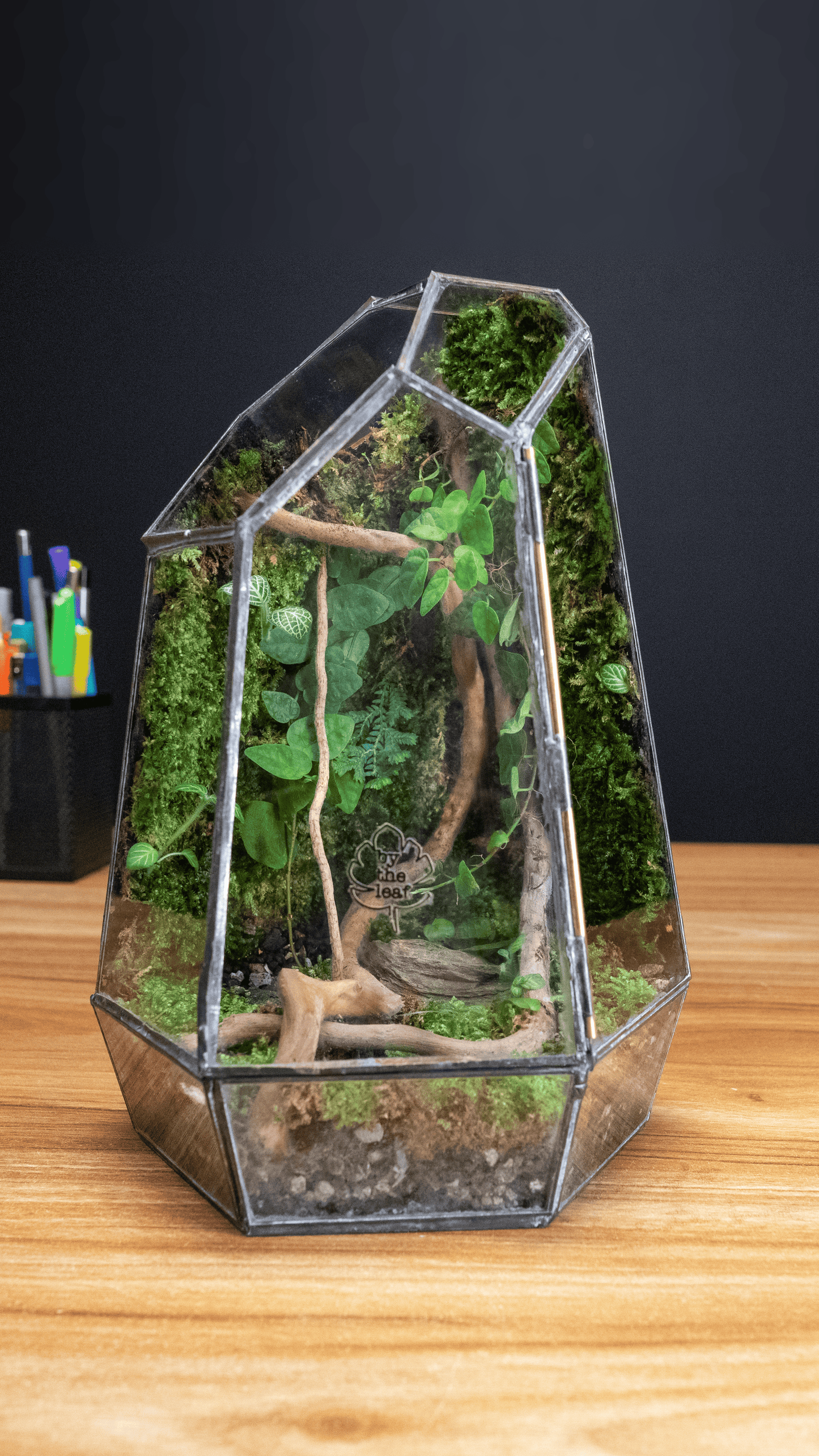 Geometric Moss Wall Terrarium