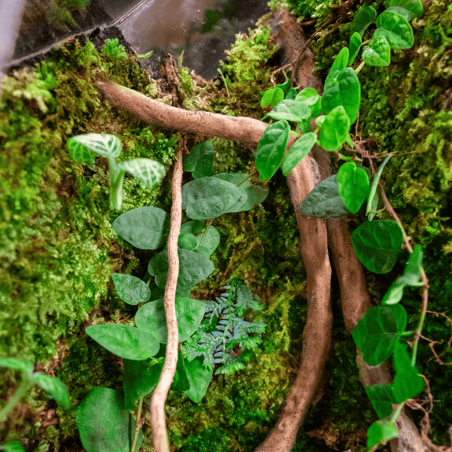 Geometric Moss Wall Terrarium