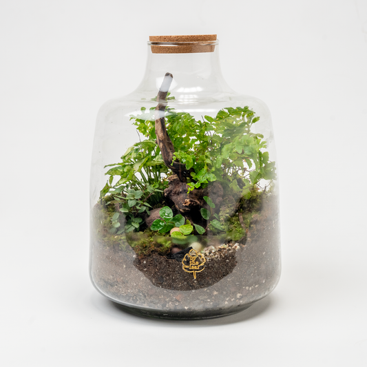A Little Wild World Terrarium