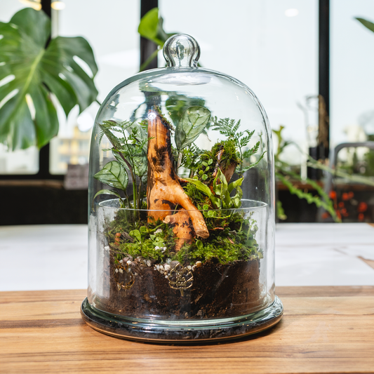 The Woods Terrarium- Large