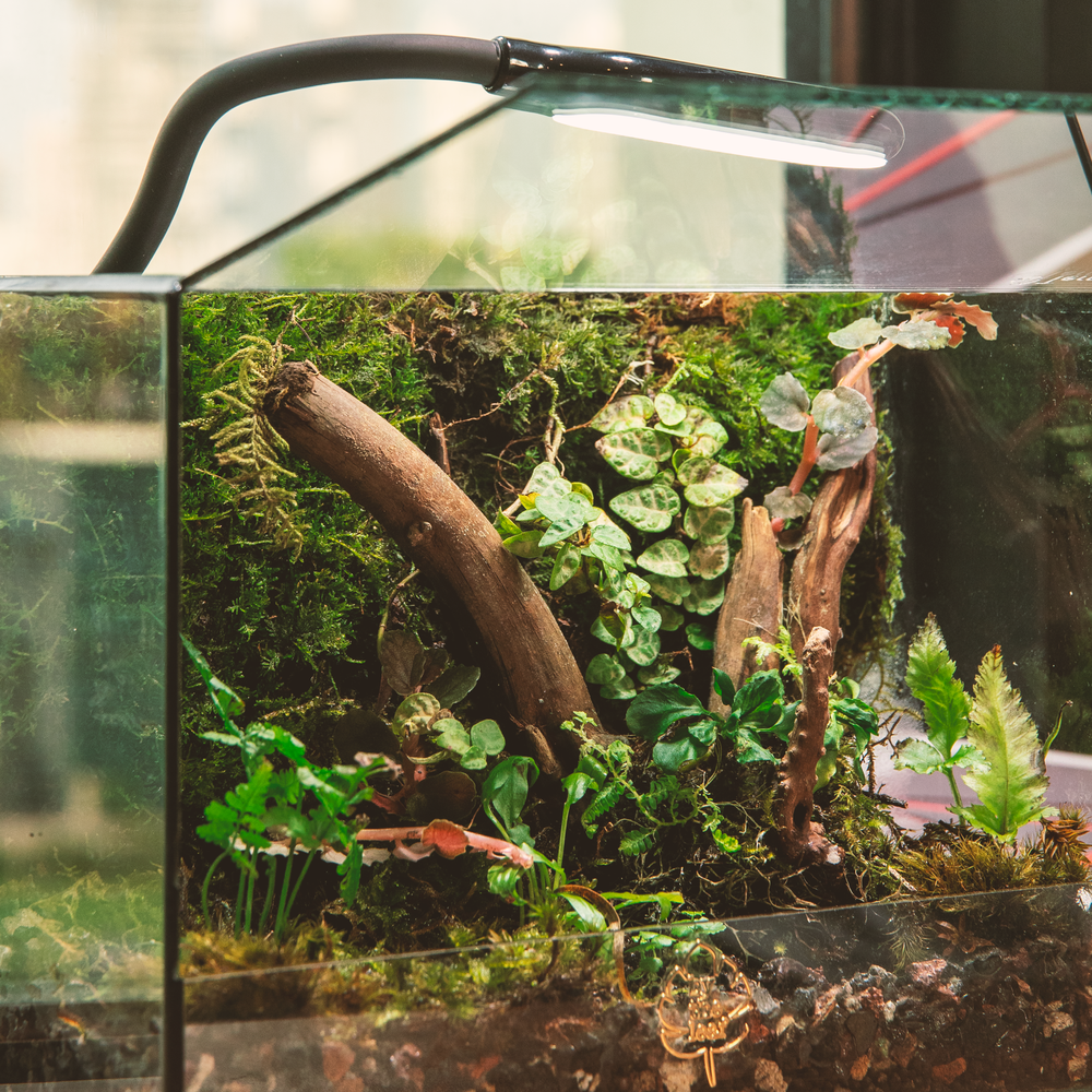 Terrarium with light bytheleaf