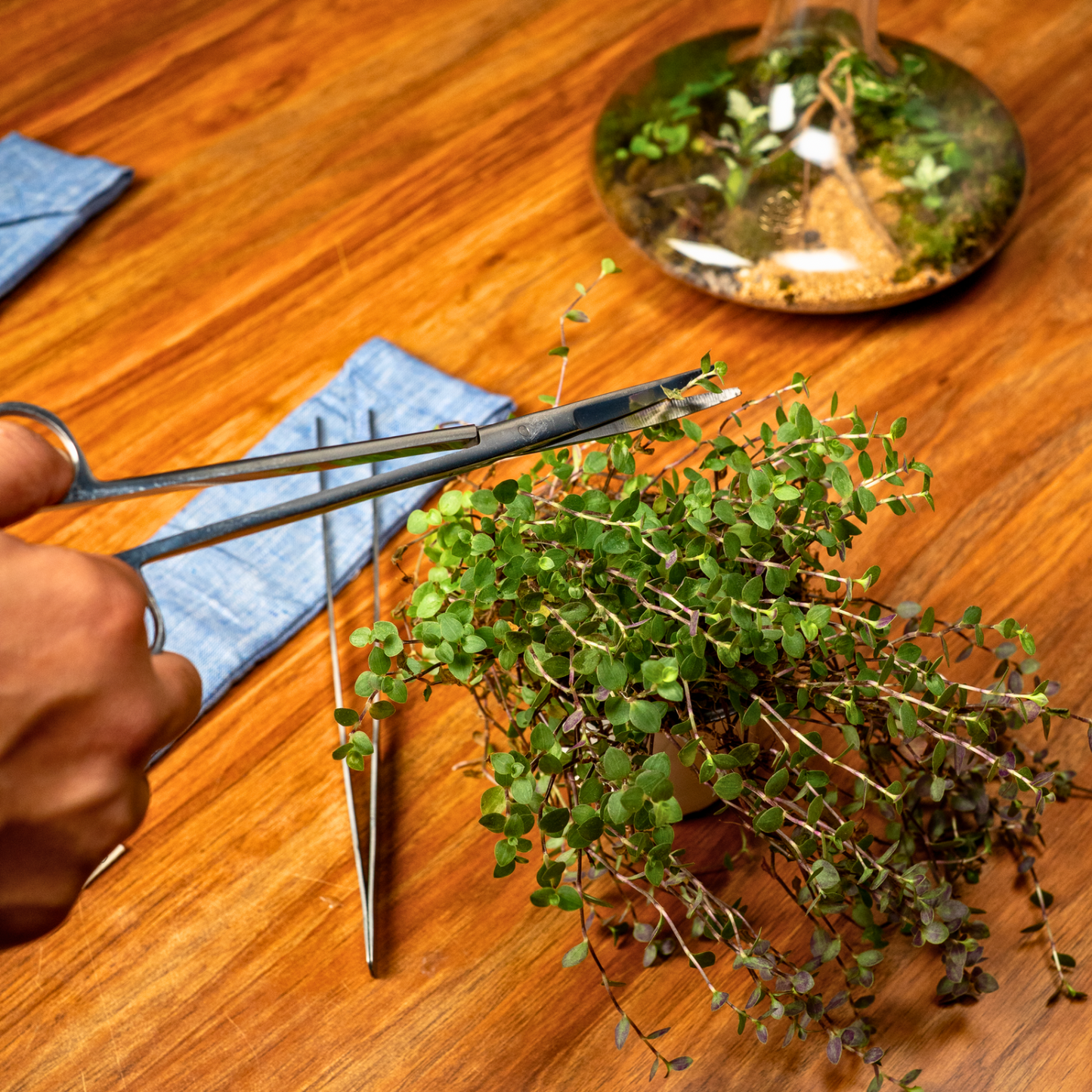 Toolkit- Terrarium Making & Maintenance
