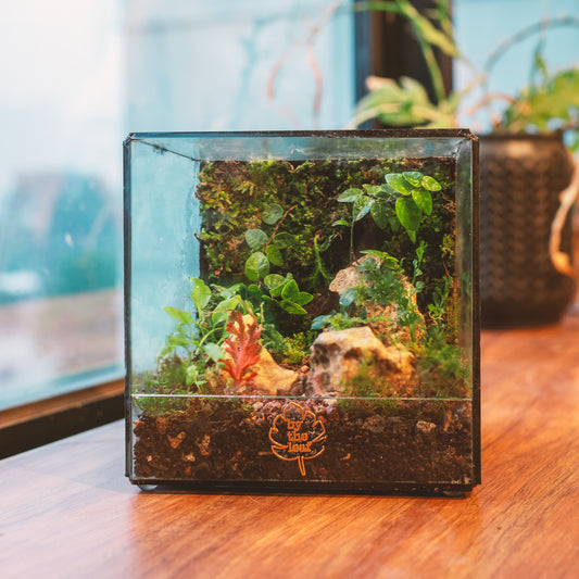 The Cube Terrarium