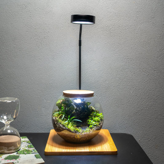 Terrarium Light With Wooden Base