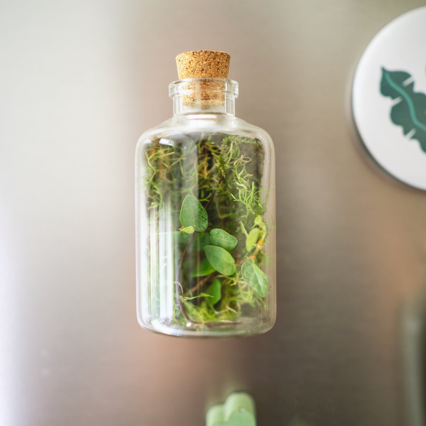 Terrarium Fridge Magnets