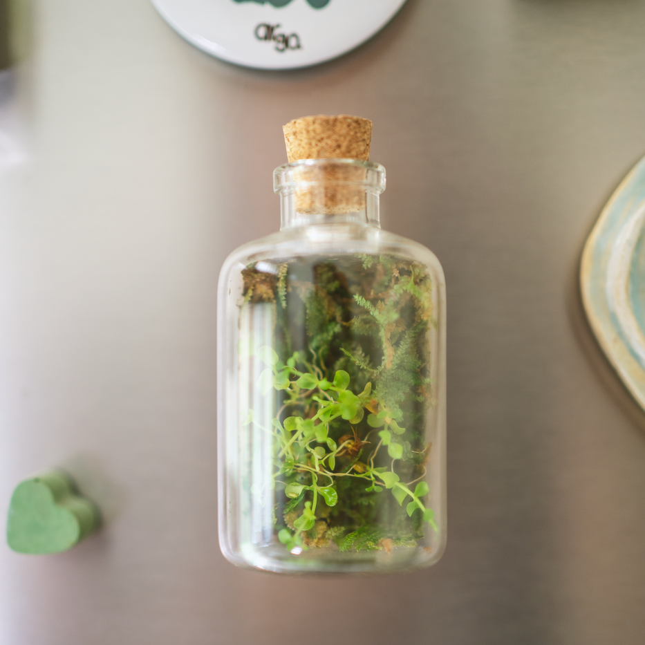 Terrarium Fridge Magnets