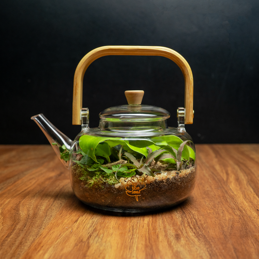 The Teapot Terrarium