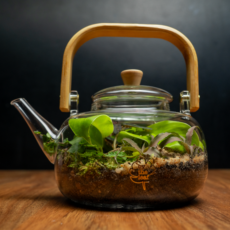 The Teapot Terrarium