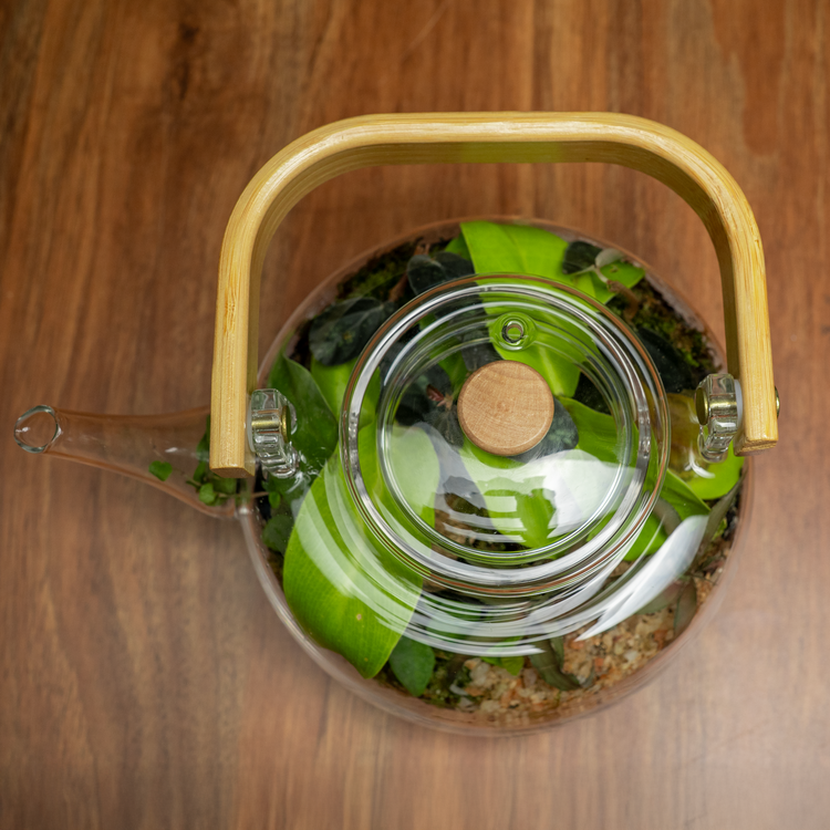 The Teapot Terrarium