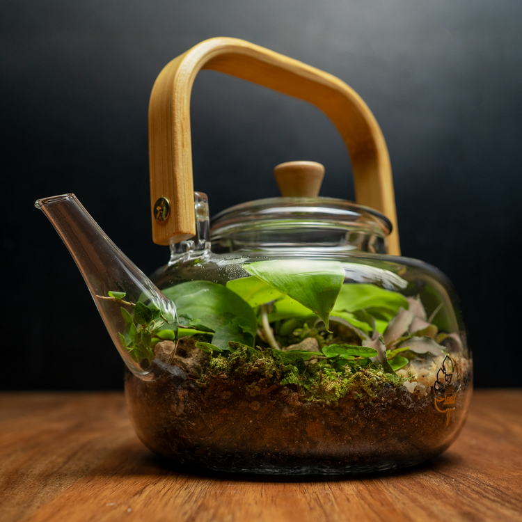 The Teapot Terrarium