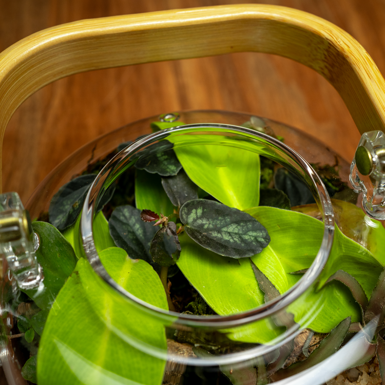 The Teapot Terrarium
