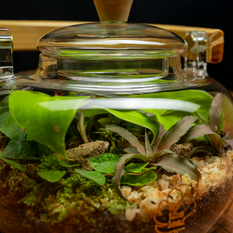 The Teapot Terrarium