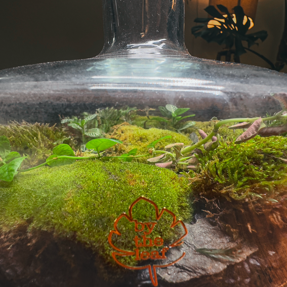 Moss for closed terrariums