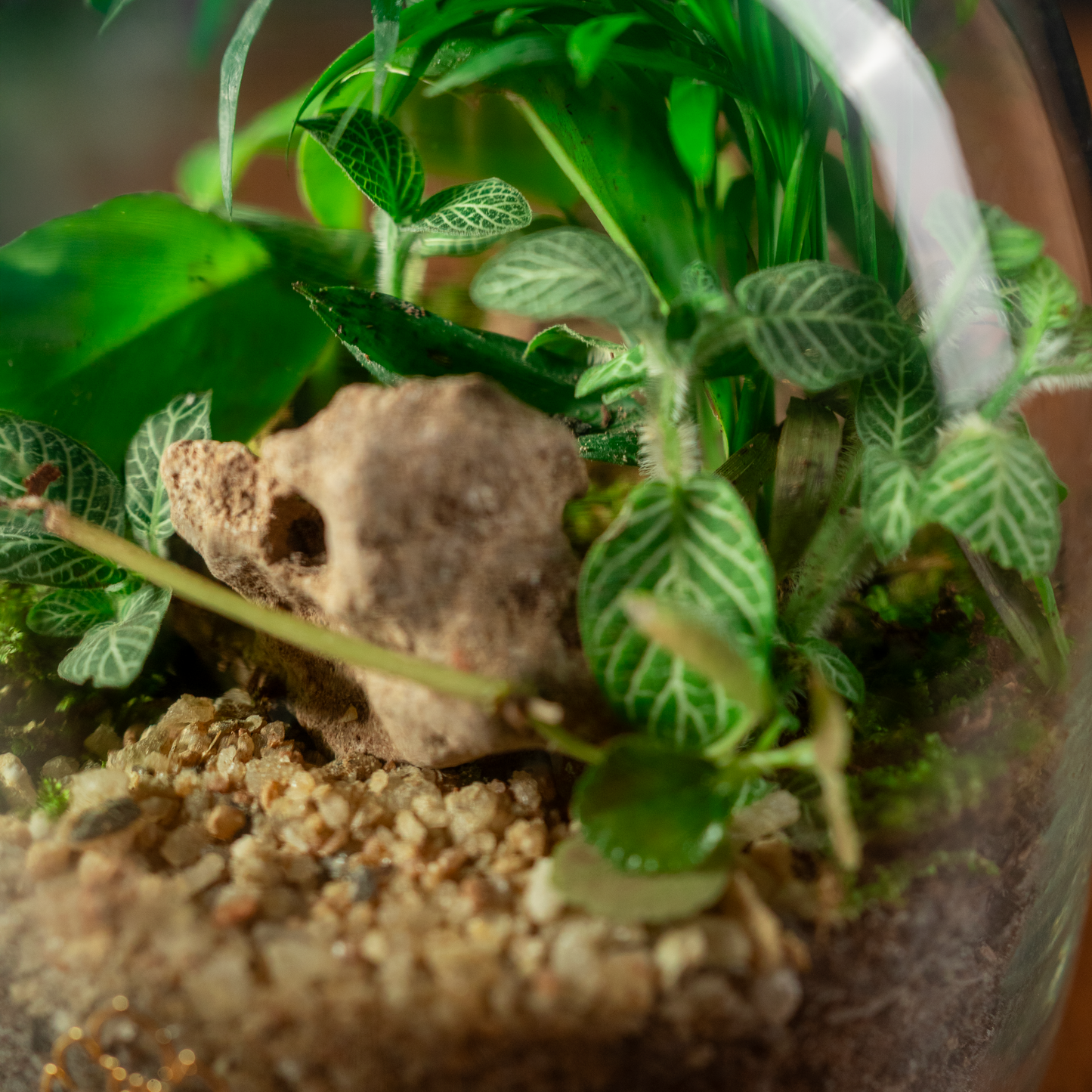Into The Lush Terrarium