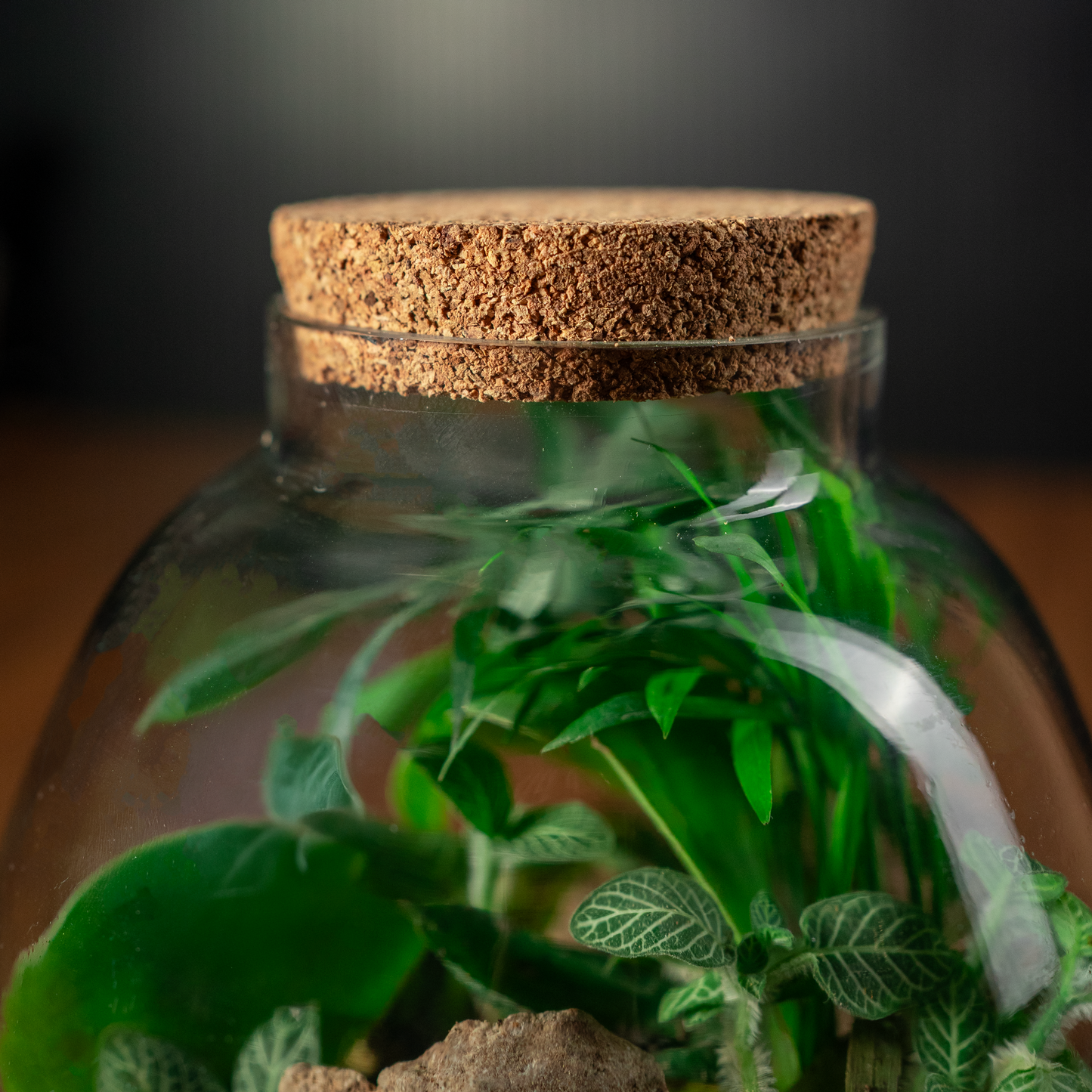 Into The Lush Terrarium
