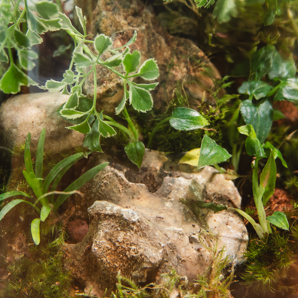 By The Tree Terrarium