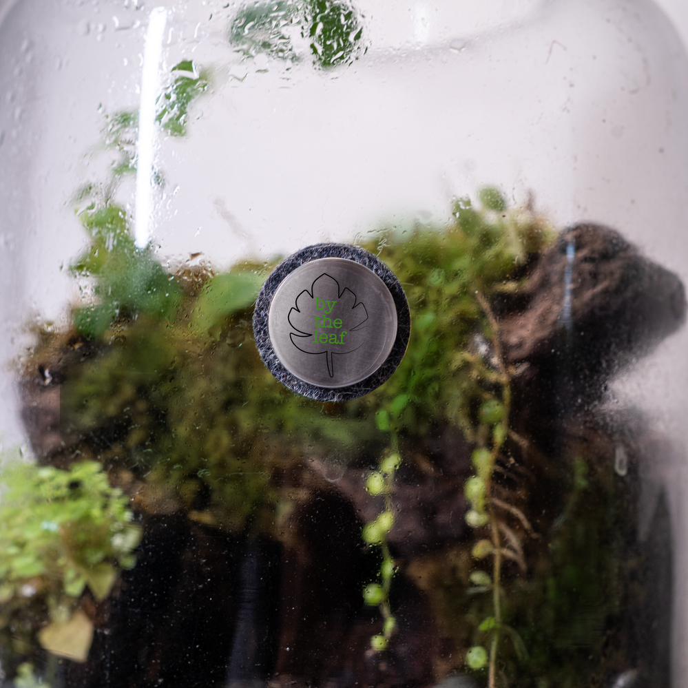 DIY Terrarium Kit – bytheleaf