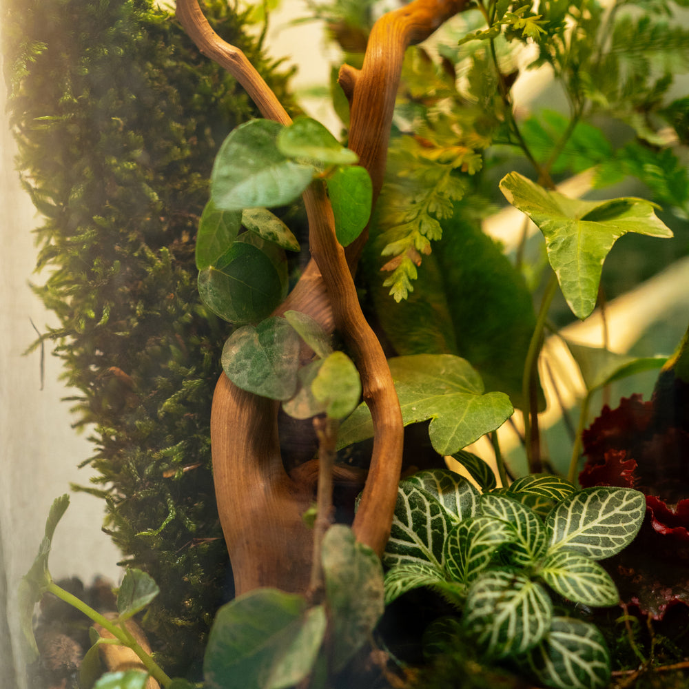 Terrarium Closeup bytheleaf