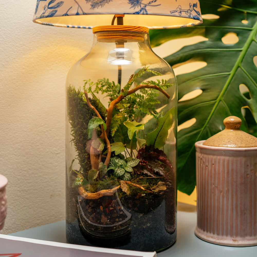 Terrarium with light bytheleaf