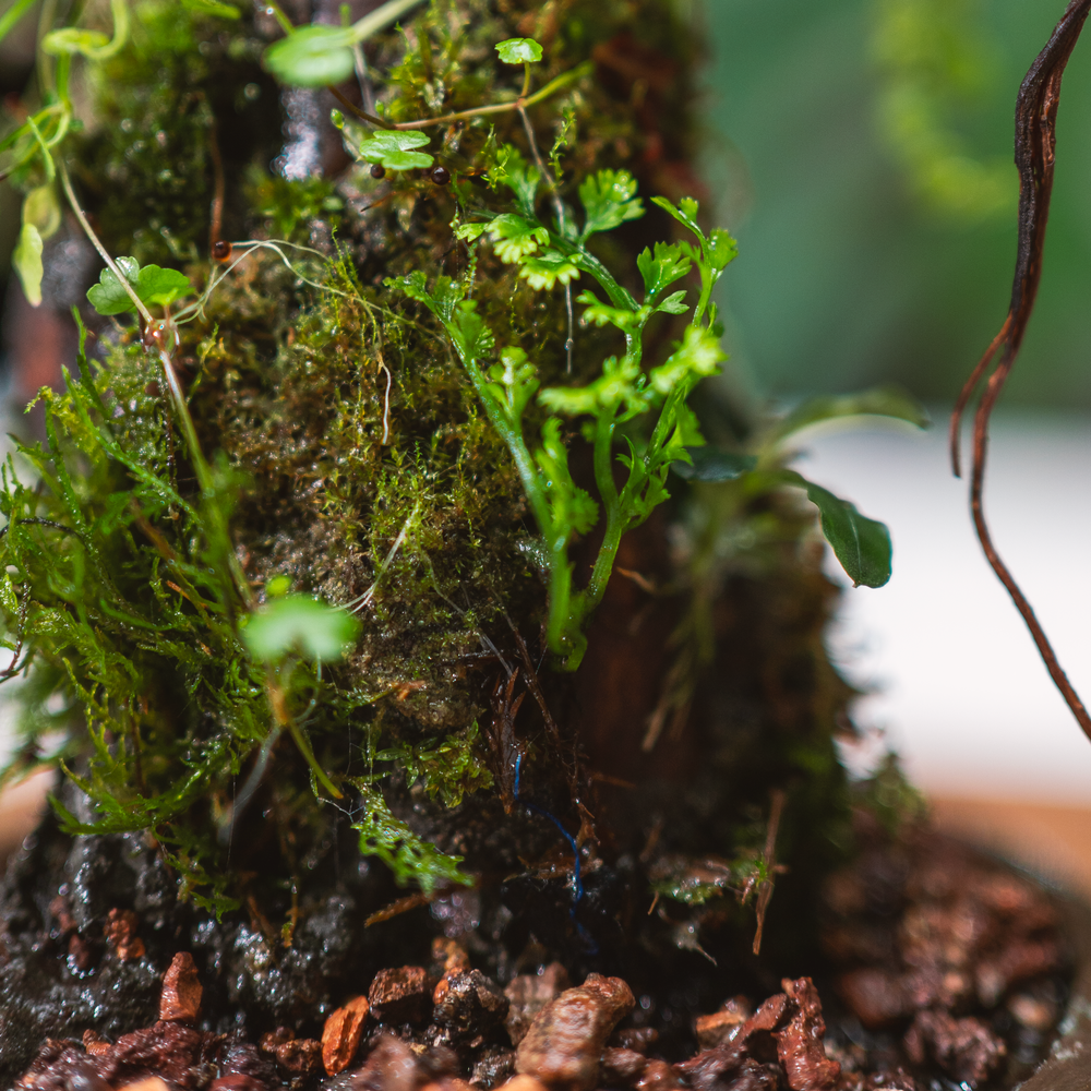 The Moss Branch Terrarium