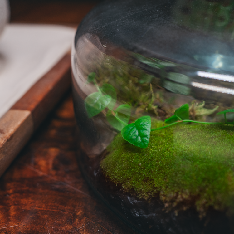 Terrariums In India