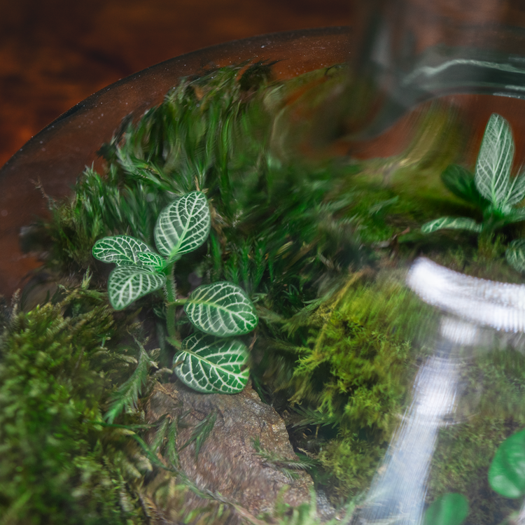 Terrarium plants