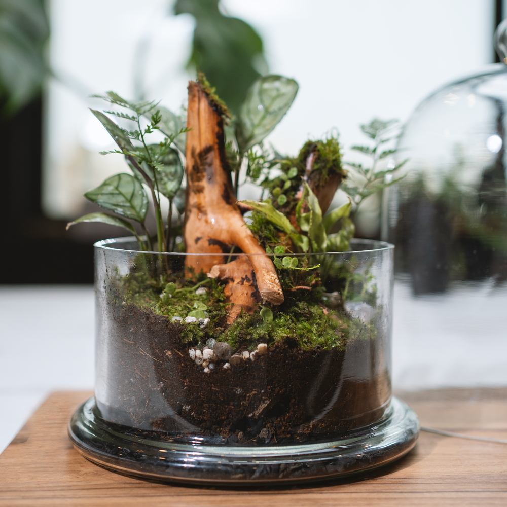 The Woods Terrarium- Large