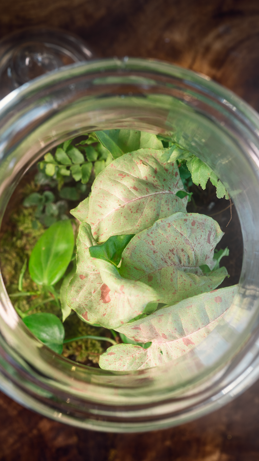 Confetti Terrarium