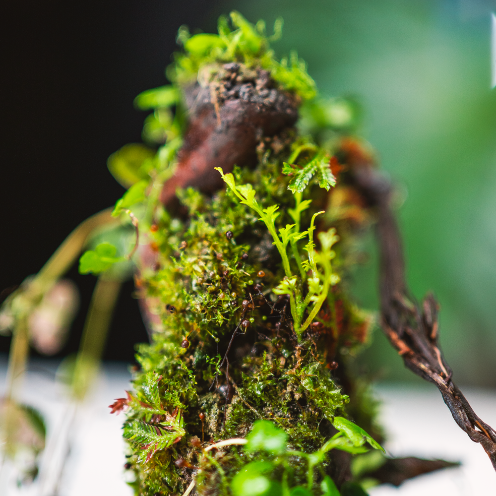 The Moss Branch Terrarium