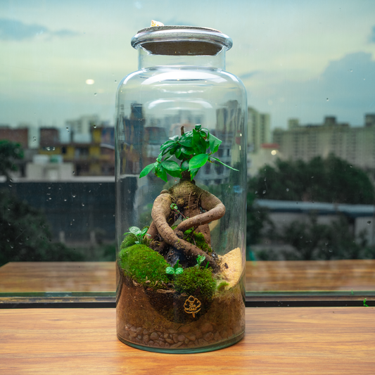 Terrarium Decor India ByTheLeaf