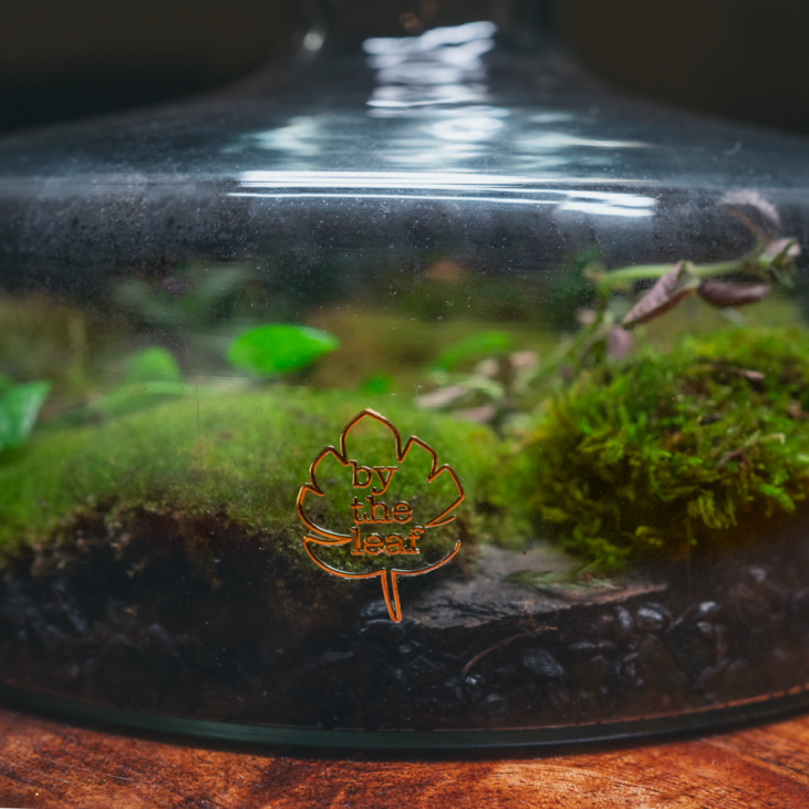 Terrarium moss plants