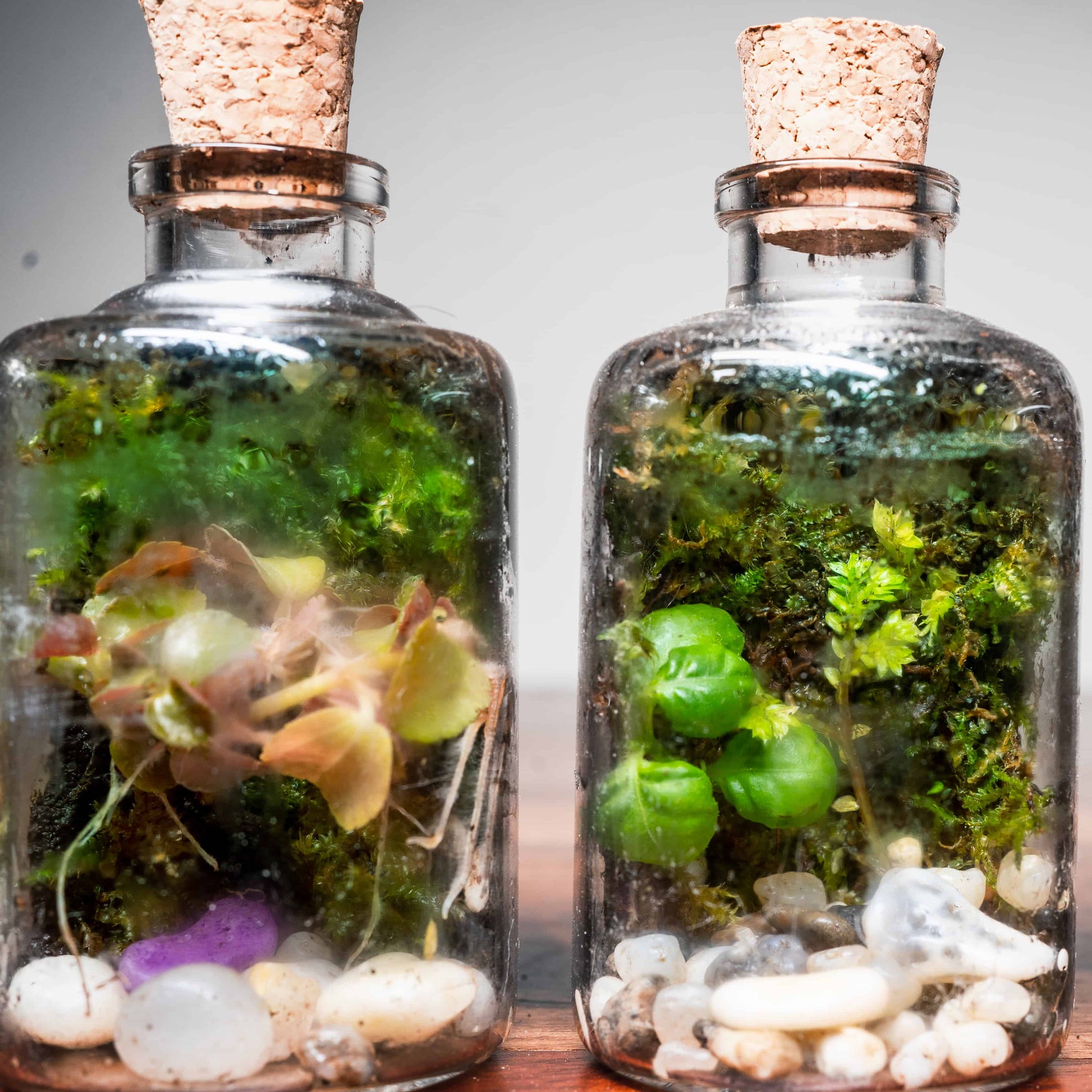 Terrariums In Gurgaon