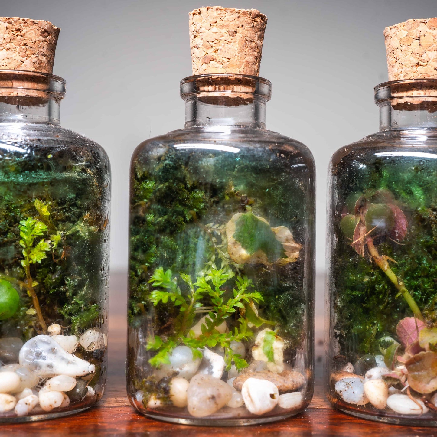 Small Terrariums India