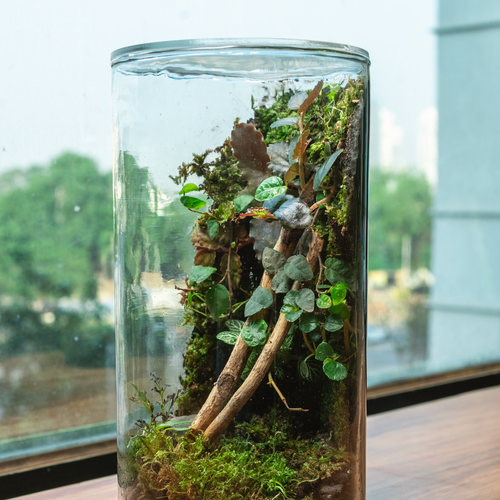 The Moss Wall Terrarium