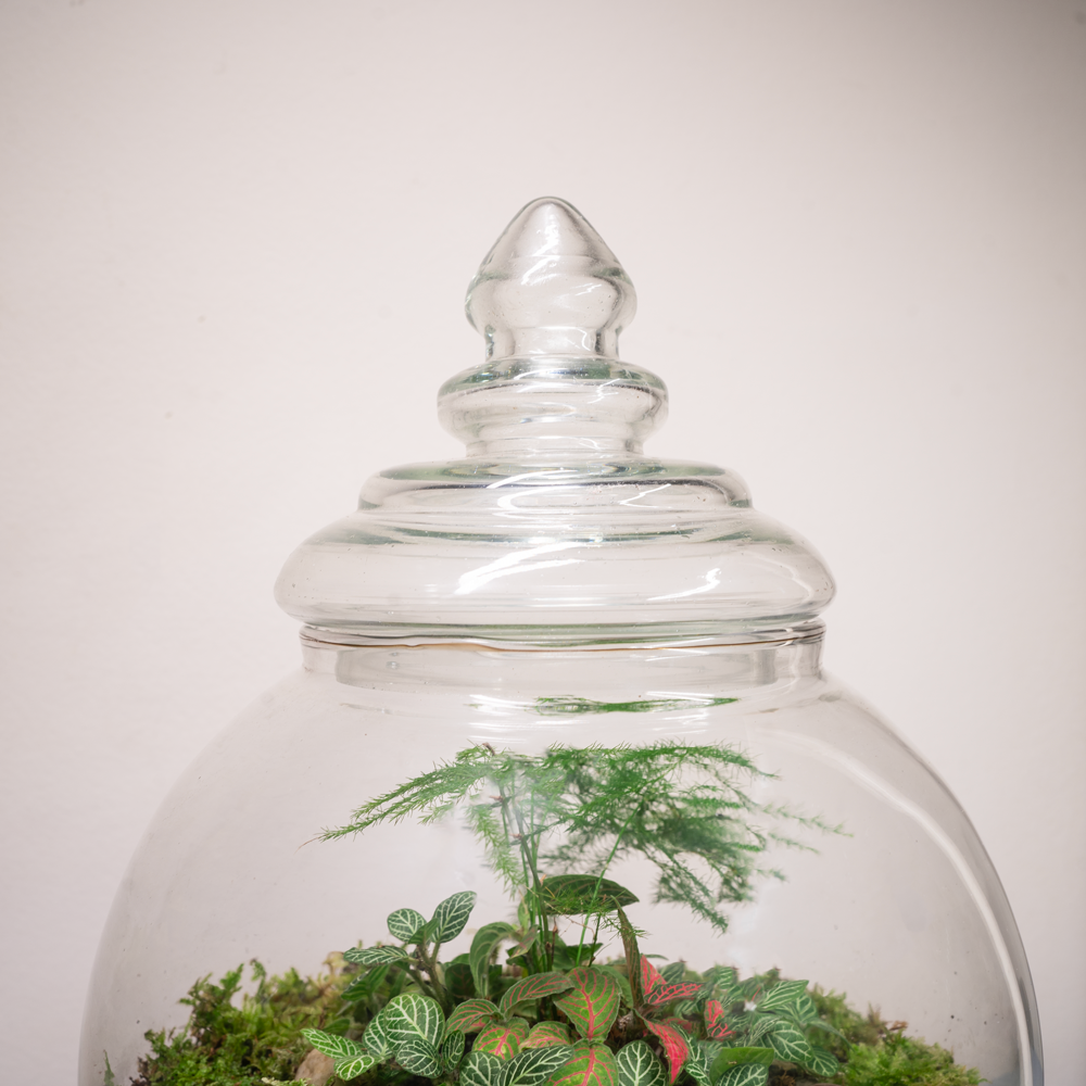 Terrarium DIY Kit - Teddy - Bottle Garden - ↑ 26,5 cm